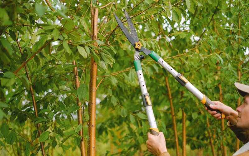 Tree trimming in Dallas, OR