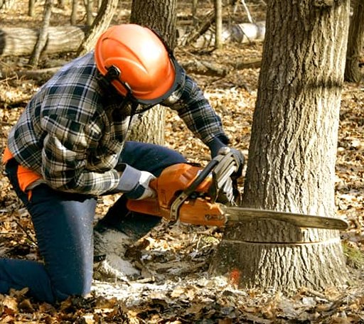 Tree Removal in Dallas, OR
